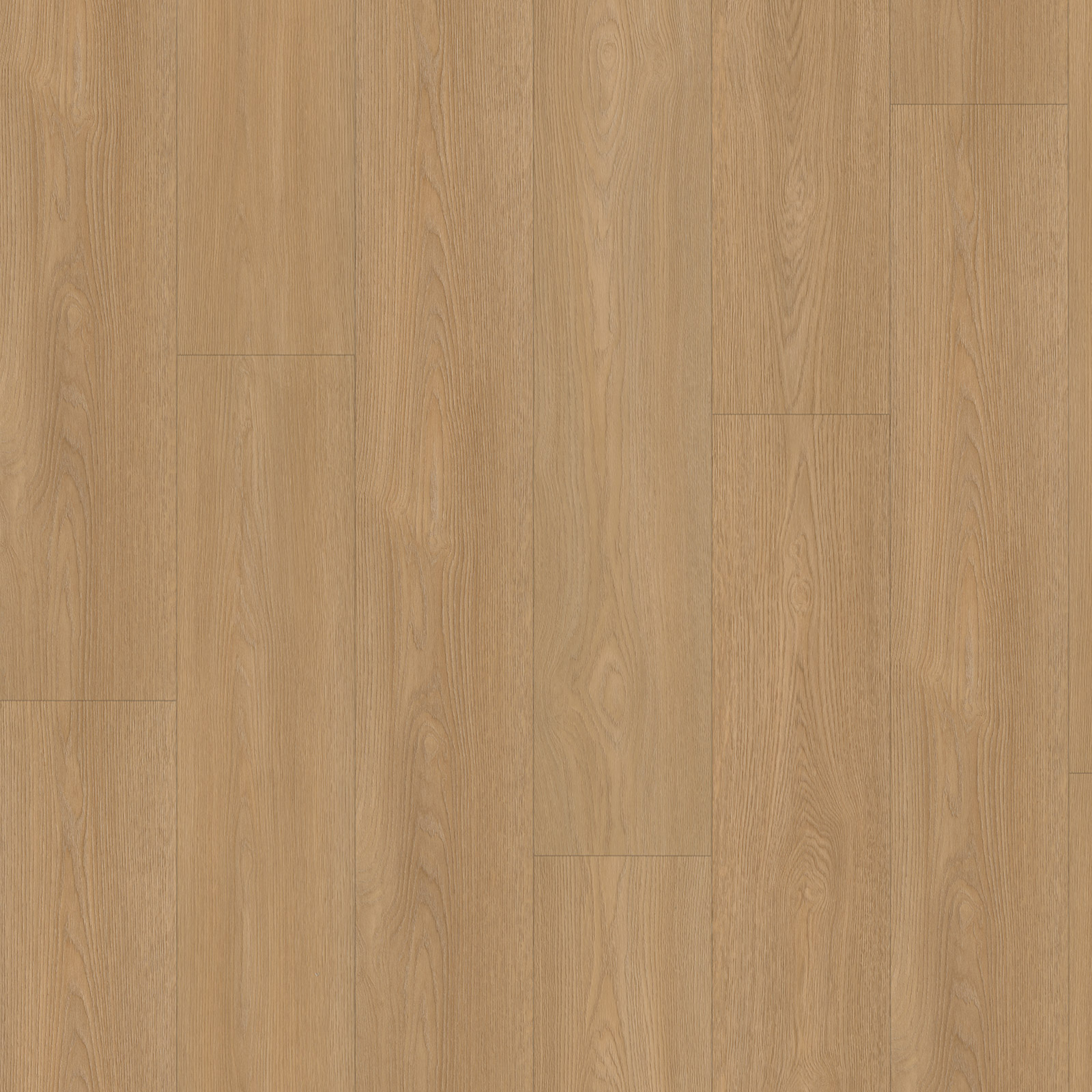 Dąb 8545 — zdjęcie 3